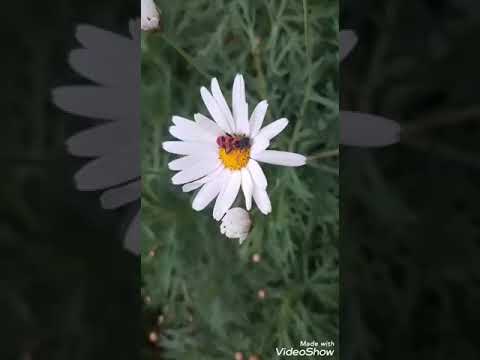 قصيدة أمي يا حبا أهواه من تأليف الشاعر أحمد شوقي