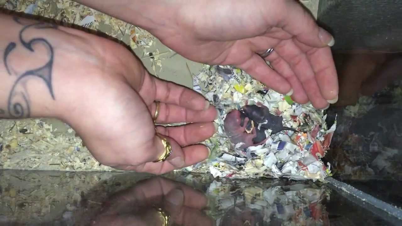 Mes Gerbilles Et Les Grillons Vivants By Carole Lilibulle