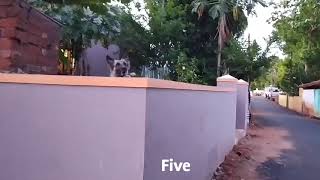 Dog barking in a rythmic sequence
