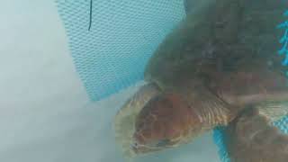 A wild sea turtle escapes a test turtle excluder device