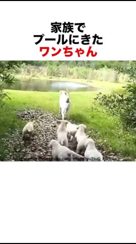 ワンちゃんの水泳の授業