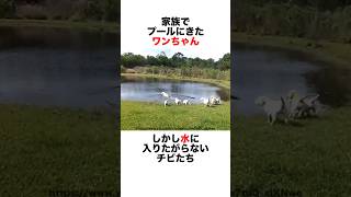 ワンちゃんの水泳の授業