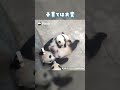 赤ちゃんパンダたち、ビュッフェディナーをお楽しみください | iPanda パンダ楽園 #shorts