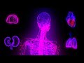 Cyberpunk Hi-Tech Neon Hologram Anatomy Looped Background Animation | Free Version