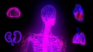 Cyberpunk Hi-Tech Neon Hologram Anatomy Background Video | Footage | Screensaver