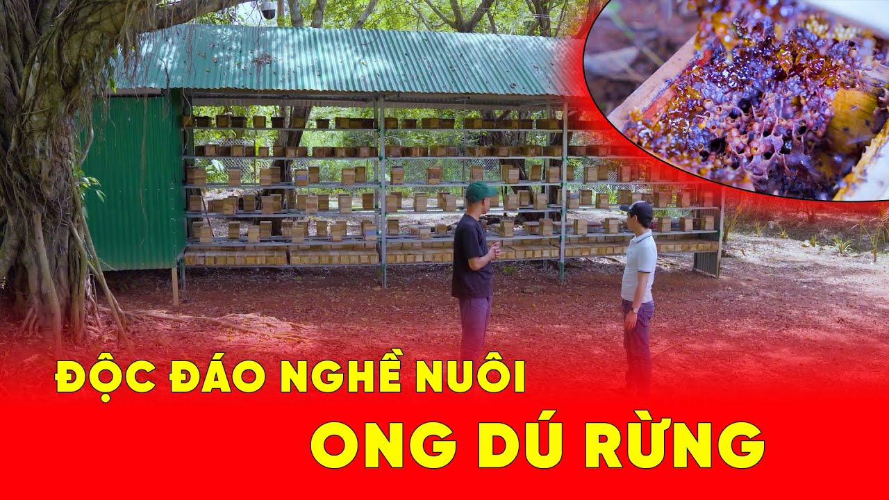 Mô Hình Nuôi Ong Dú Lớn Nhất Lâm Đồng