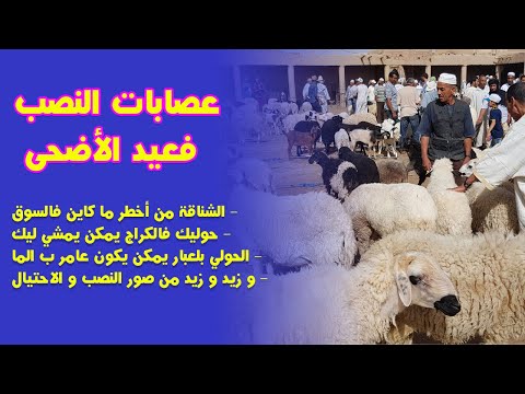 عصابات النصب في عيد الأضحى إلا غفلتي ينصبو عليك ها كيفاش تحضي راسك
