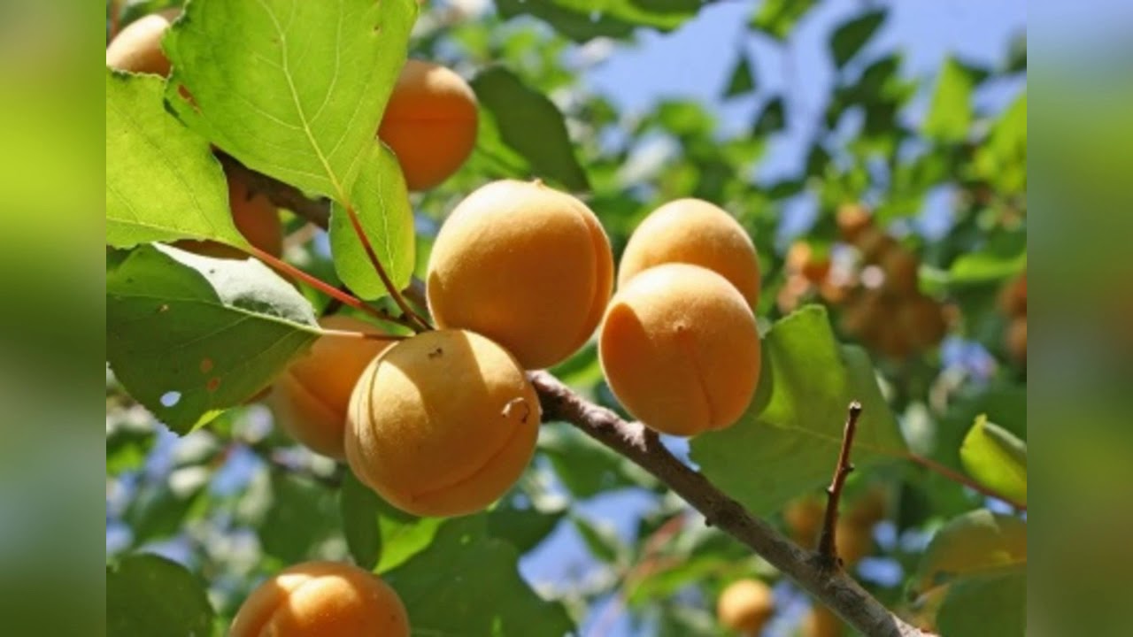 Абрикос Лель Описание Фото Отзывы – Telegraph