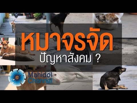 วีดีโอ: สาเหตุเหลืองอุจจาระในสุนัขคืออะไร?