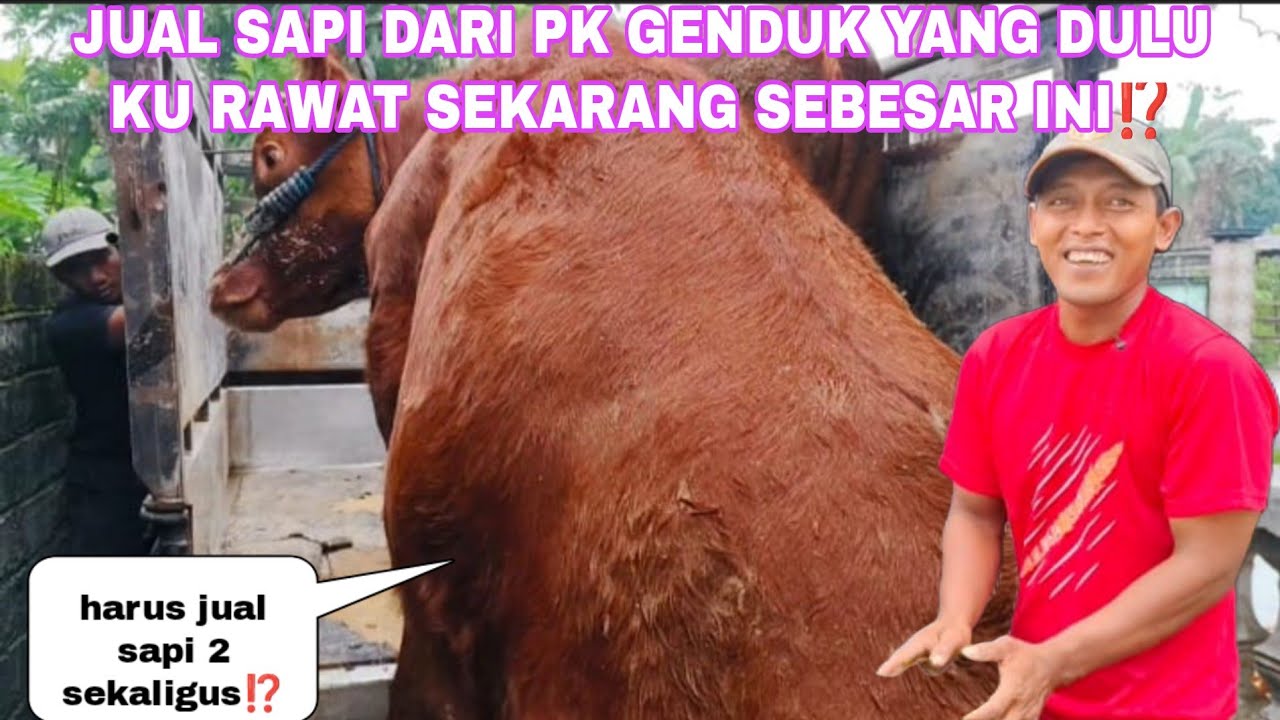 HARUS JUAL SAPI DARI PK GENDUK 2 SEKALIGUS INILAH ALASAN NYA...