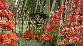 LARGEST BUTTERFLY IN THE WORLD