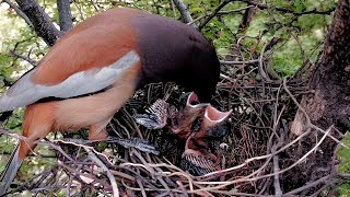 Rufous treepie bird feeding her babies @BirdsofNature107