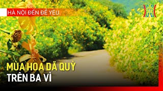 Mùa Hoa Dã Quỳ Trên Ba Vì Hà Nội Đến Để Yêu