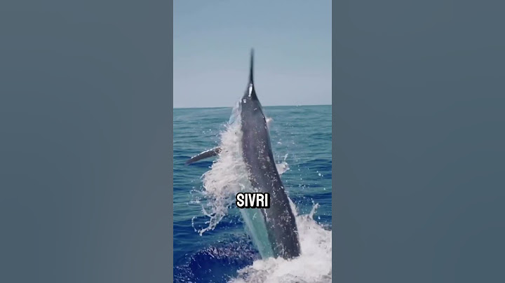 Kılıç Gibi Burnuyla Avını Delen Balık! 🐟⚔️