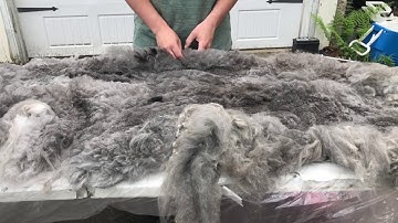 Skirting An Alpaca Fleece | The First Step to Processing Your Fleece