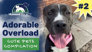 Adorable Overload 2! Enjoy These Cute Animals from the Shelter This Week!