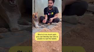 Severe mange and dog fight made her case very bad . animals dog rescue india