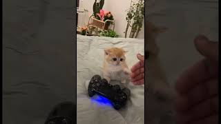 cat go boom boom #cat #catlover #cats #catshorts