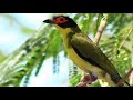 Masteran Burung Kacer Murai C Ijo Tebakan Nya Bikin Juri Kaget Terpental Mp3 - Mp4 Download