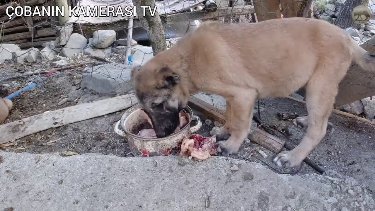 ÇOBAN KÖPEKLERİME TAVUK ISMARLADIM (2 YAVRUMUZU SAMSUNA SAHİPLENDİRDİK