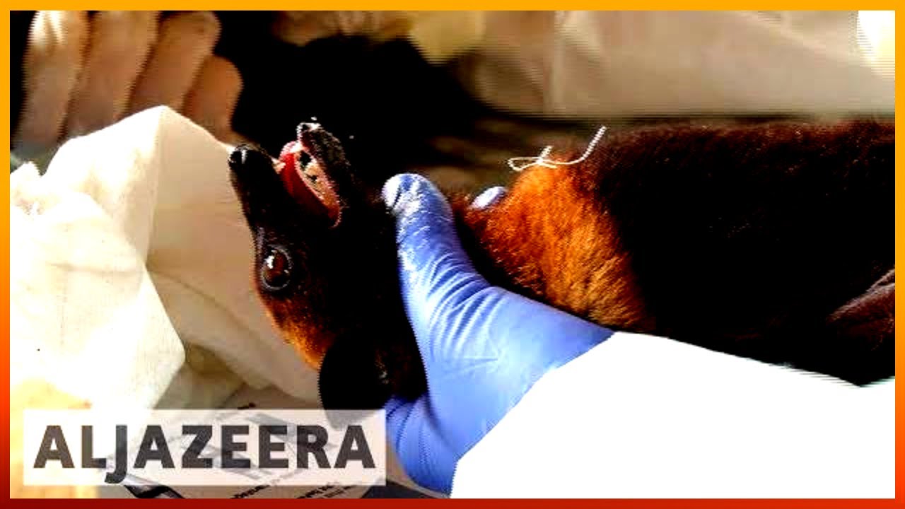 🇹🇭 علماء تايلانديون يختبرون الخفافيش والخنازير بحثًا عن فيروسات تنتقل إلى البشر | الجزيرة الإنجليزية