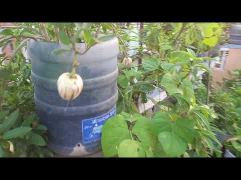 Thumbnail for Roof top garden in kathmandu Nepal