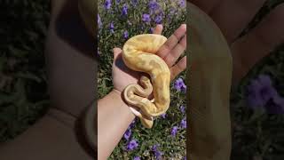Banana Pied Ball Python ft. moth #nature #ballpython #shorts #snake #animals #morphs #reptiles #pets
