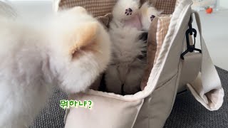 3개월 새끼 강아지의 이동가방 훈련 ㅋㅋㅋ#파티포메라니안