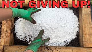 i WILL have my holly hedge!😤raised bed/pumpkin patch update, propagation station