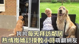 狗狗每天拜訪鄰居！黃金獵犬熱情撒嬌討摸好幾個小時,超可愛!｜寵物｜狗狗｜搞笑｜可愛｜狗｜黃金獵犬