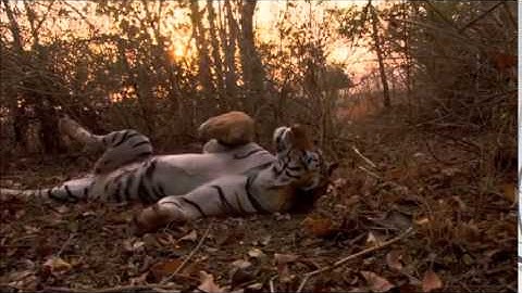 PSY3HAR- Interview style video assessment: tigers