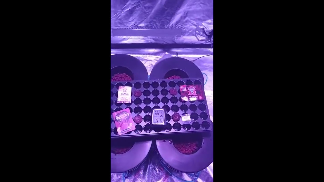 First Grow 1.0 - Intro (Autoflower, DWC, LED, Day 3)