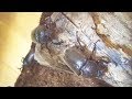 カブトムシの観察 5月29日【カブトムシ・クワガタムシ】Japanese rhinoceros beetle