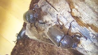 カブトムシの観察 5月29日【カブトムシ・クワガタムシ】Japanese rhinoceros beetle