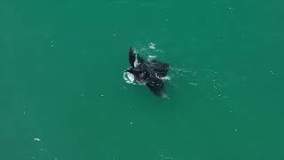 Manta Ray Surface Feeding; June 2024, Just South Of Sebastian Inlet