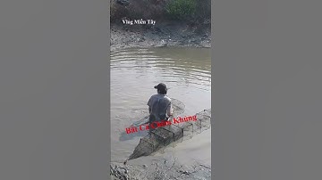 Bắt Cá Chẽm Lâu Năm Trong Ao Tôm