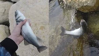 Pêche du bar / loup / rouget / dorade à Antibes et Juan-les-Pins 🌊