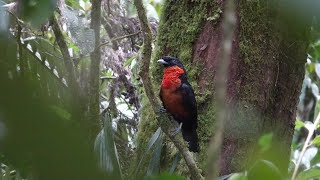 Birds of Central Colombia part three: Pereira and Otun Quimbaya nature reserve