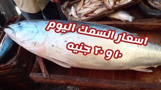 اليوم اكبر سمكه تونه في مزاد الغلابه و اسعار ١٠ و ٢٠ جنيه جمبري وكابوريا فى المعدية