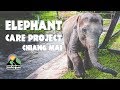 MUST do in CHIANG MAI - BMP Elephant Care Project | Two Wander Yonder Vlog