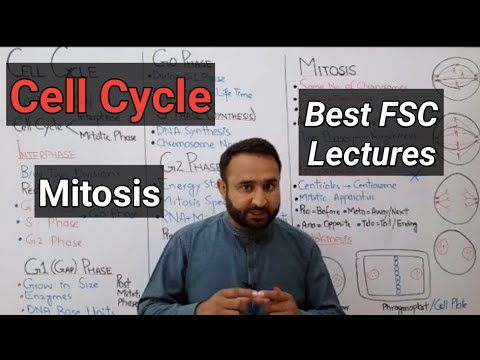 Cell Cycle | Interphase | Mitotic Phase | Karyokinesis and Cytokinesis | Class 12 Biology