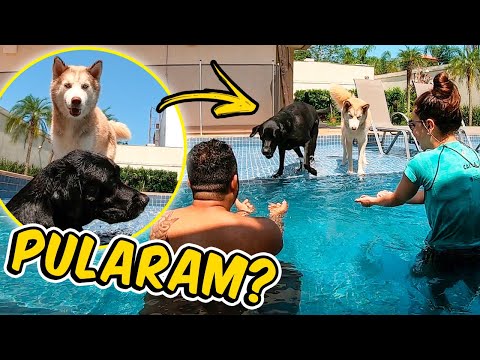 Vídeo: Ensinando seu cão a nadar: Vídeo fofo da primeira vez de um cão