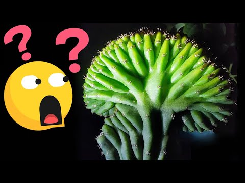 😂Brain Cactus Echinopsis Pachanoi Crested Trichocereus Pachanoi Cristata Brain Cactus🙇