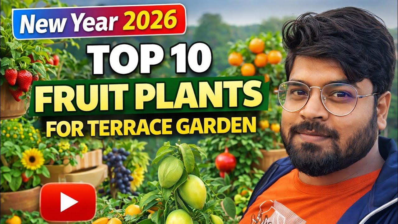 New year 2026 top 10 plants for terrace garden - YouTube