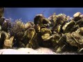 Oyster Reef Restoration