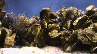 Oyster Reef Restoration