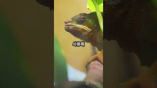 #카멜레온 #Chameleon #색변화 #자연의마법 #동물탐구 #야생동물  #위장마스터 #AnimalFacts #AmazingNature #Shorts #ColorChange