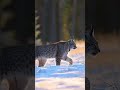 A Ranger Found This Lynx Kitten Trapped Alone 🐱