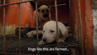 South Korea's Dog Meat Trade