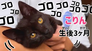 【癒しの休日】パパ達に抱っこされてゴロゴロが止まらない子猫がコチラです＊ by すずベルこりん2人のパパ 4,345 views 3 months ago 4 minutes, 4 seconds